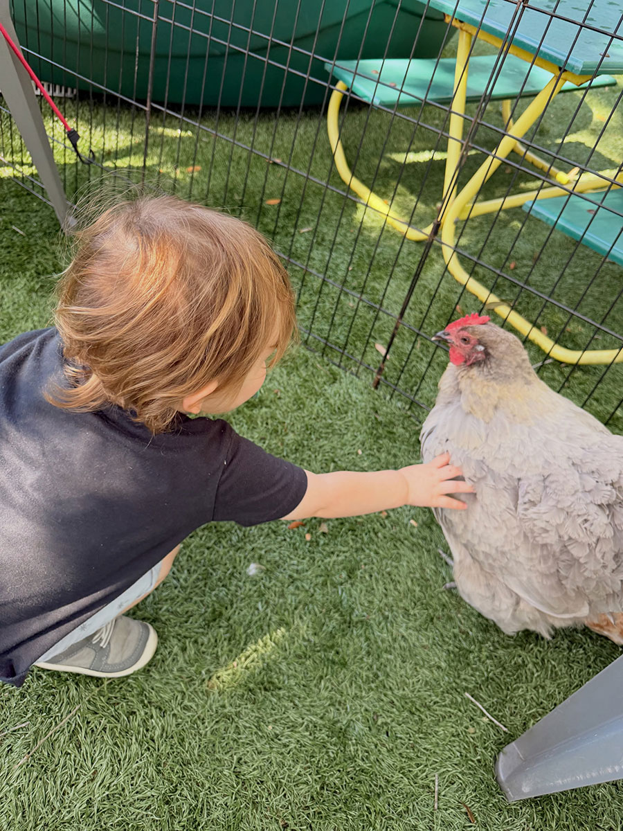 Winter Park Day Nursery Petting Zoo 2026